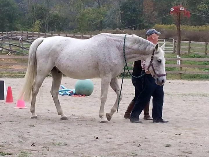 Five Reasons That Horses Are Incredible Coaching Co-Facilitators