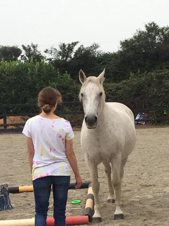 What Do You Need to Train as a Horses Connect EALPD Coach?