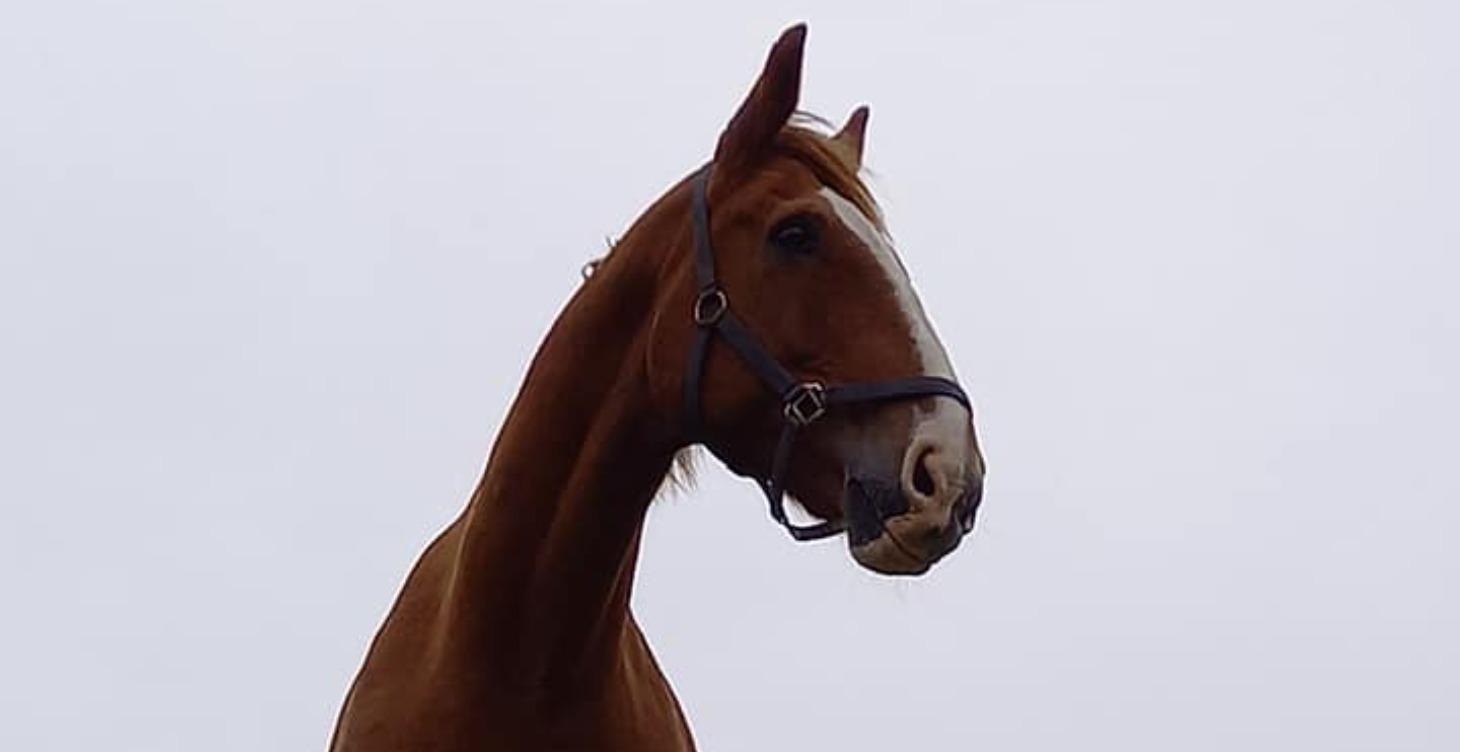 A PLAYFUL INTRO TO HORSE CHARACTER ARCHETYPES