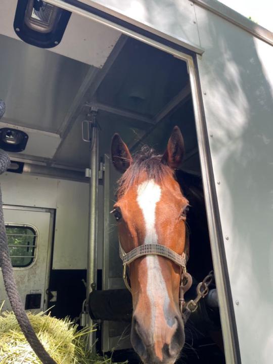 🐴 A Little Reflection for the Horse Lovers Here 🐴