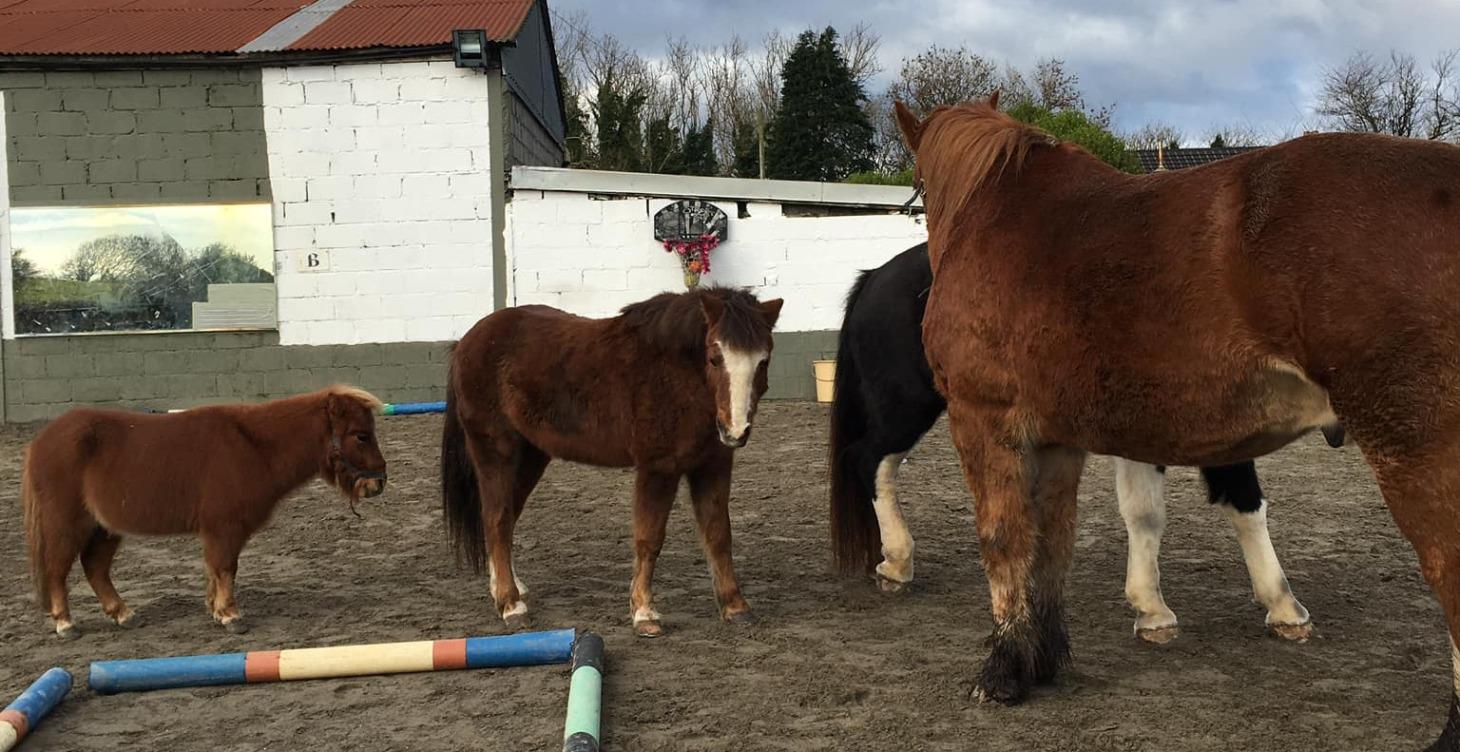 PROFESSIONAL PATHWAY PROCESS