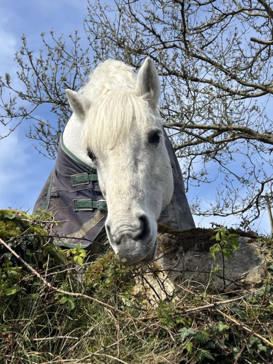 Wednesday Wins. What did a horse teach you today?