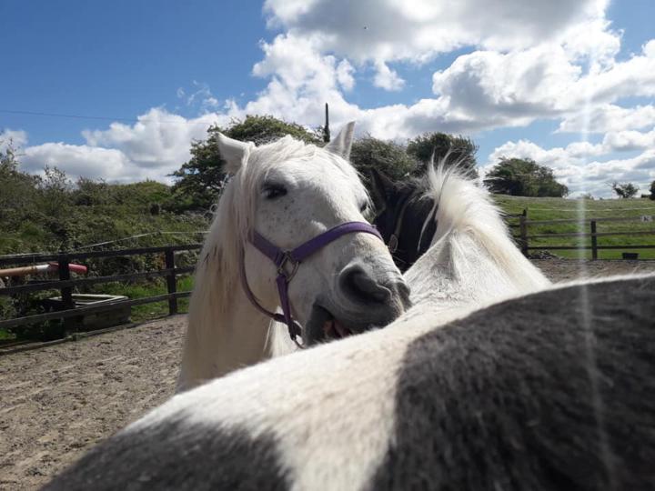 Silent Coaches, Powerful Learning: Personal Development Coaching … With Horses