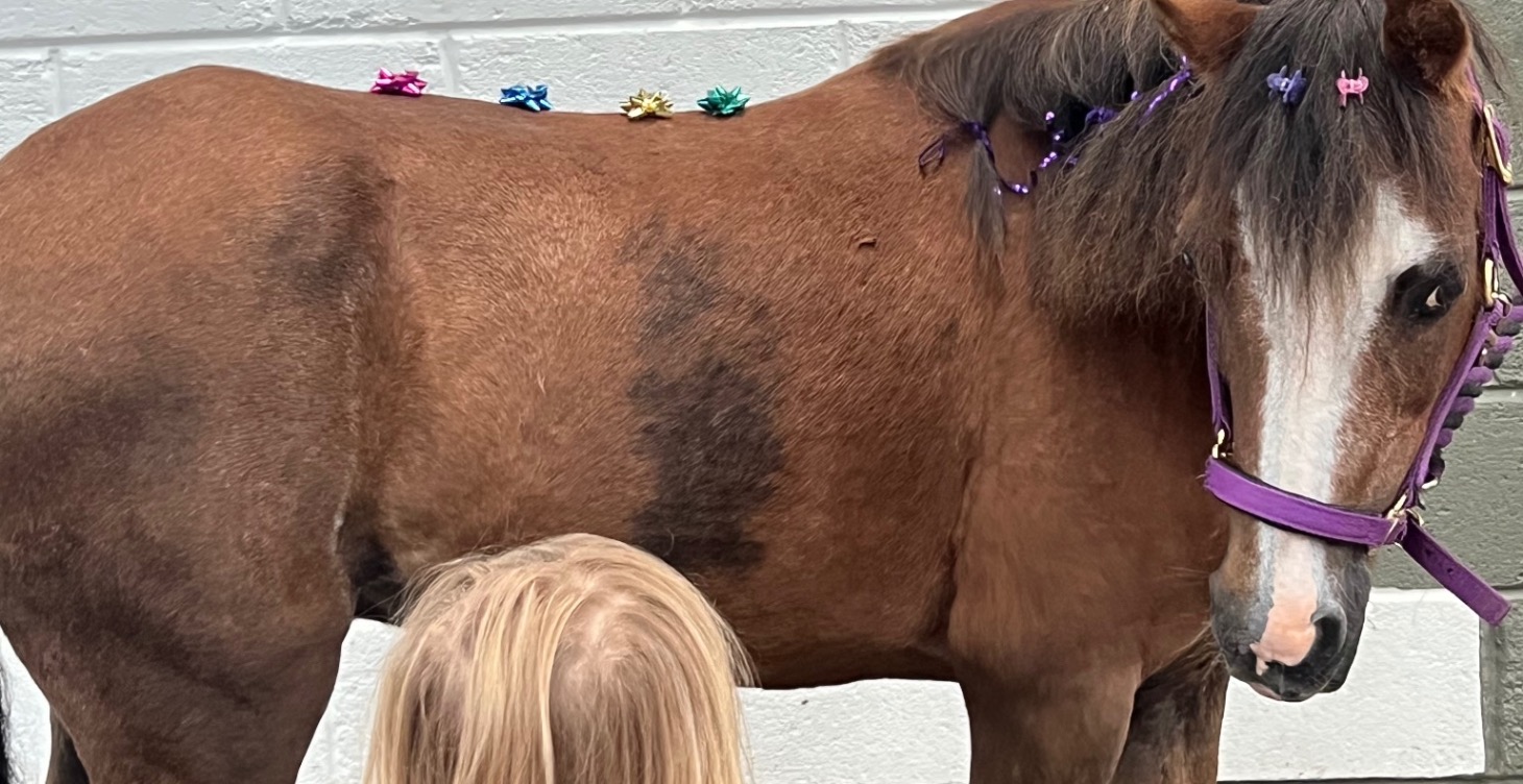 THE HORSES CONNECT MODEL - INTRODUCTION