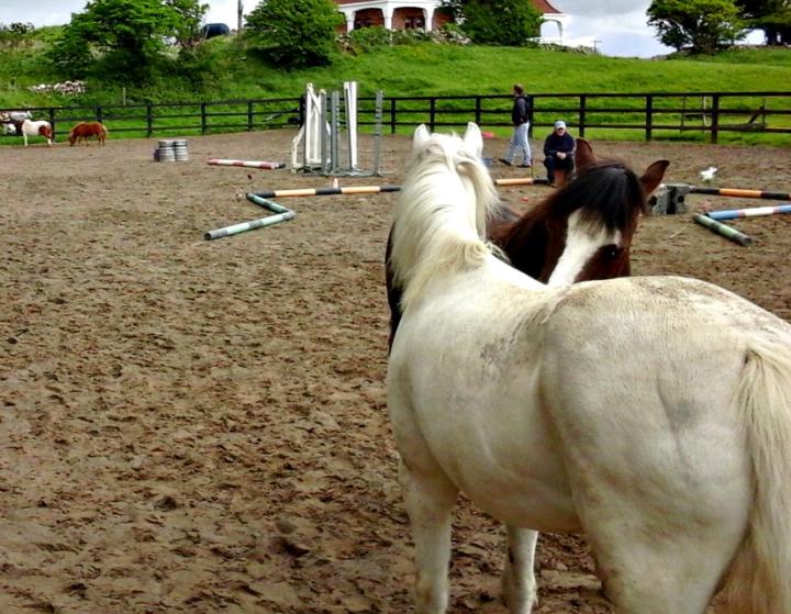 How horses help us be better people