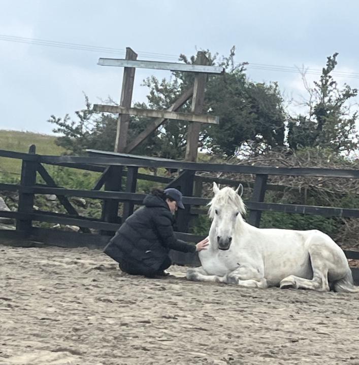 Horses or AI?