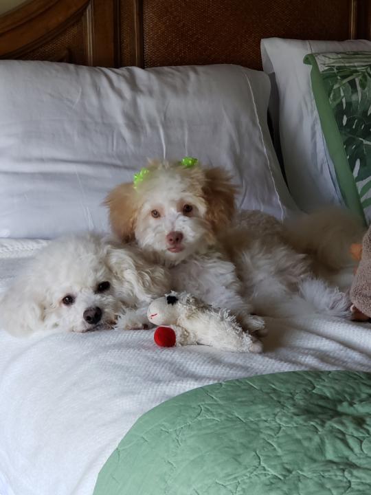 Lucas & Layla Maltipoo~
