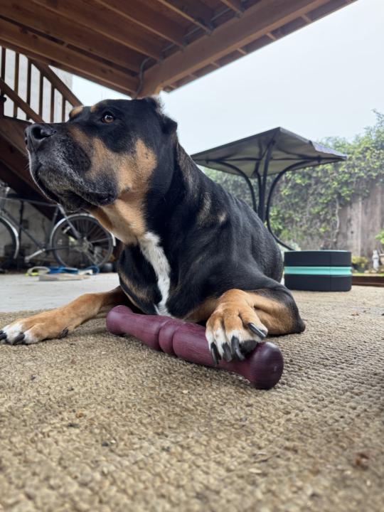 Furry(or not) Friends 🐶