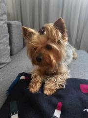 Γιώργος Κωνσταντόπουλος