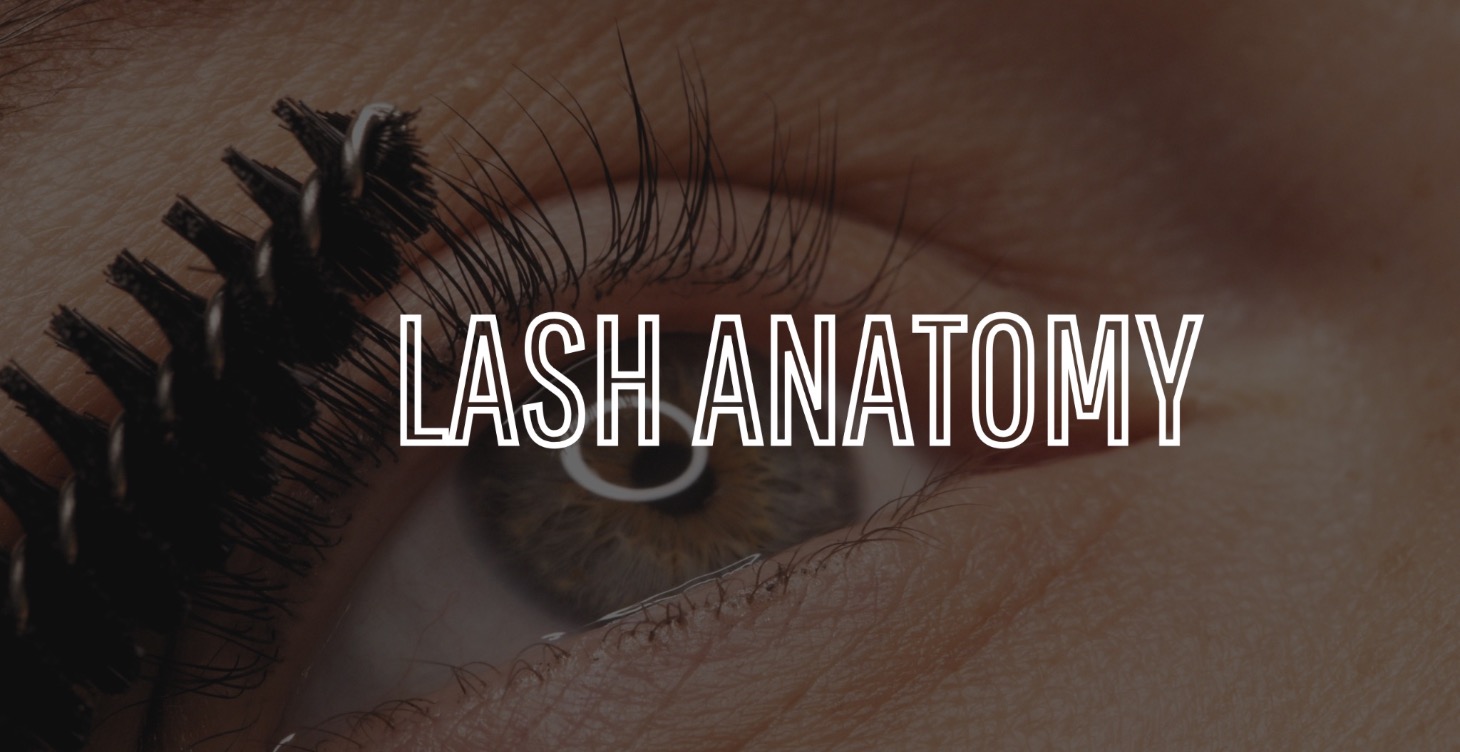 LASH ANATOMY