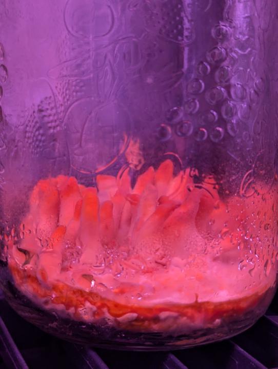 Cordyceps in a jar
