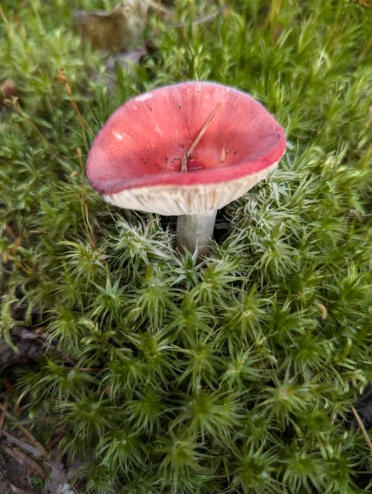 A Little Foraging trip