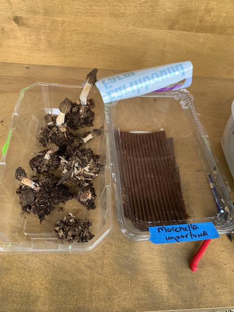 Morels to cardboard as a stopgap
