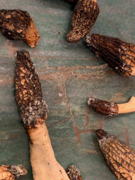 Spore printing morels and next year's inoculum