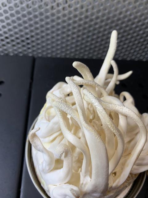 Albino Cordyceps, culture age 15 months