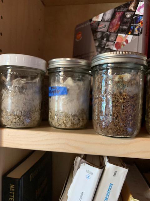 Oyster grow from mushroom chunk 