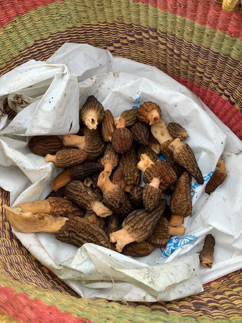 Third harvest from the morel garden