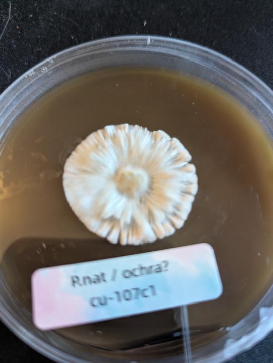 Some mycelium 