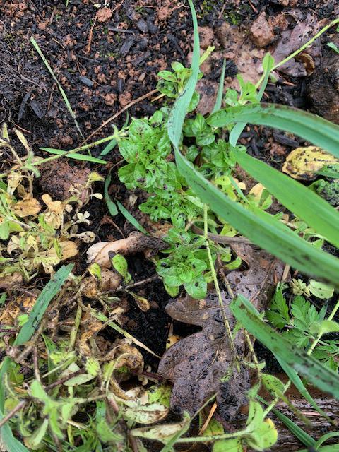 Growing Morels