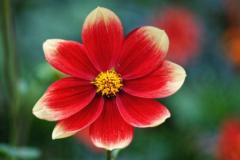 Rose Macdonald