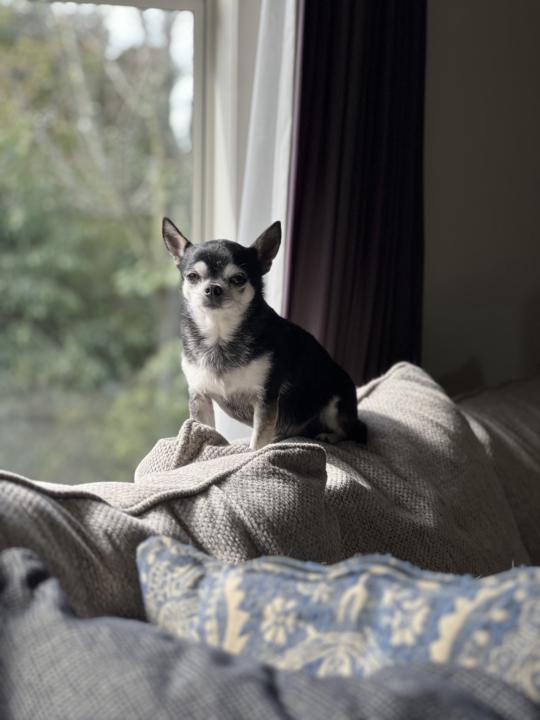 Chihuahua Spam Alert!