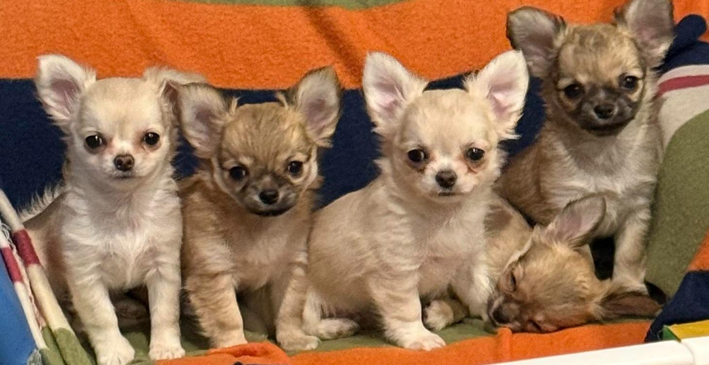 Available Puppies
