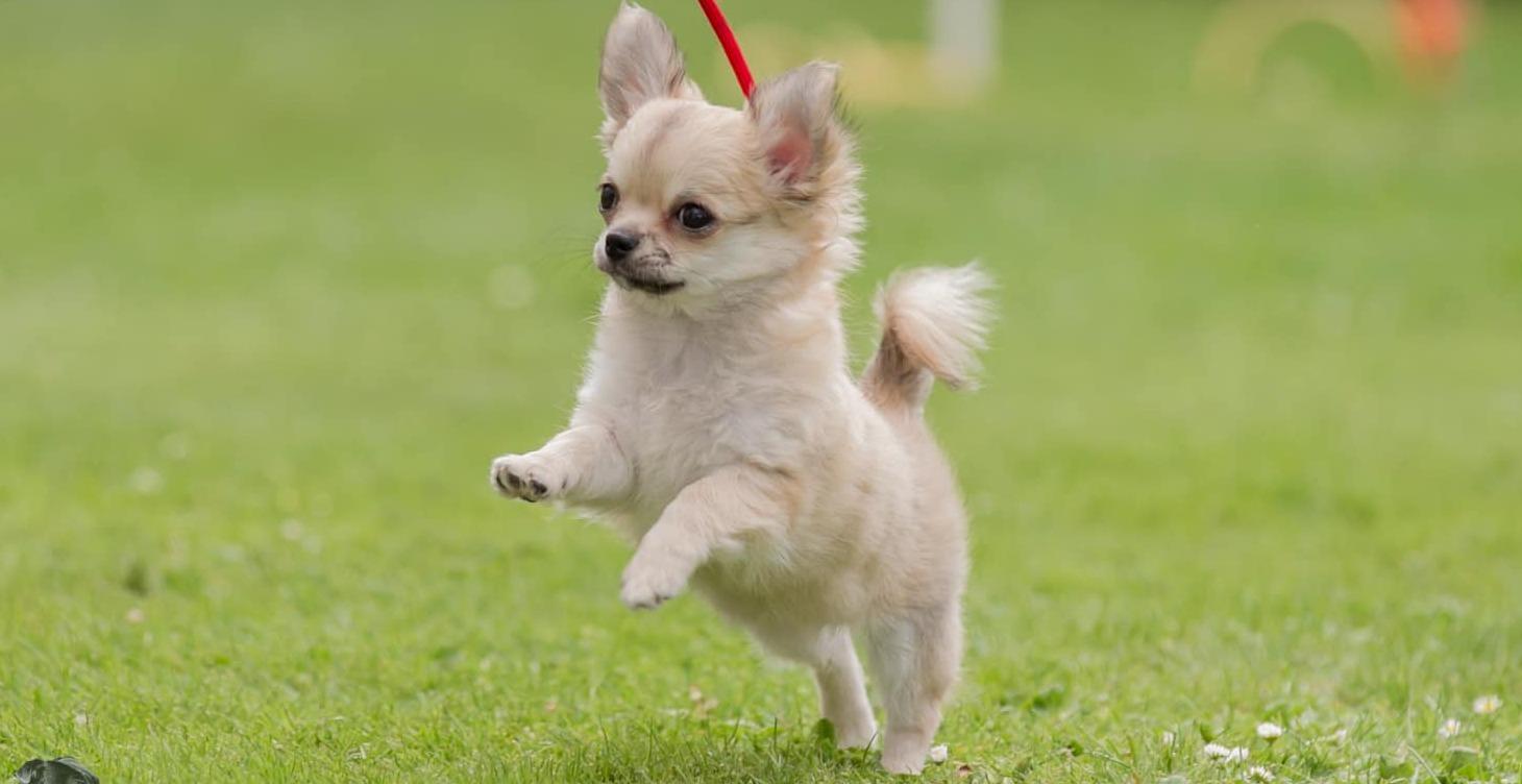 What is a "run on" puppy?