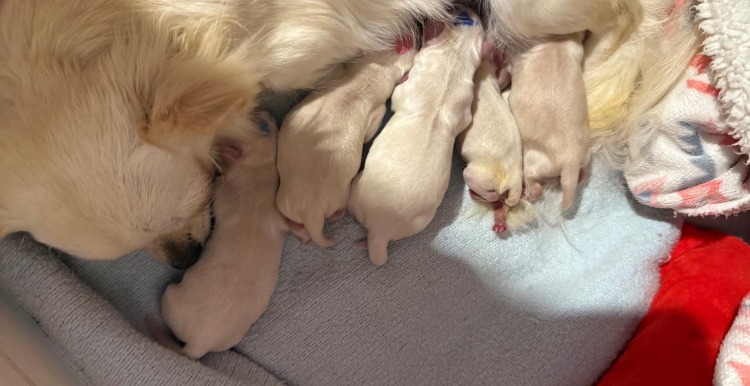 View our upcoming litters