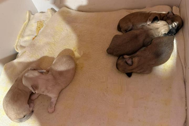 Kora & Daryl's litter!