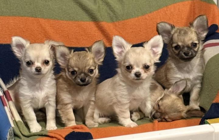An update on the Wicked Litter