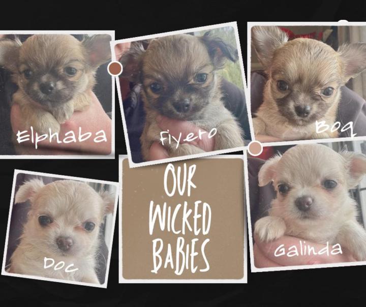 The Wicked Litter at 5 weeks