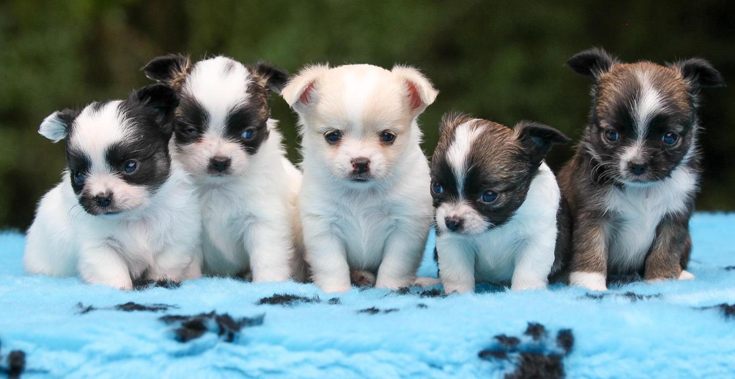 How to Adopt a Kitaco Chihuahua