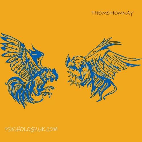 thomohomnay TRỰC Tiếp đá gà thomo