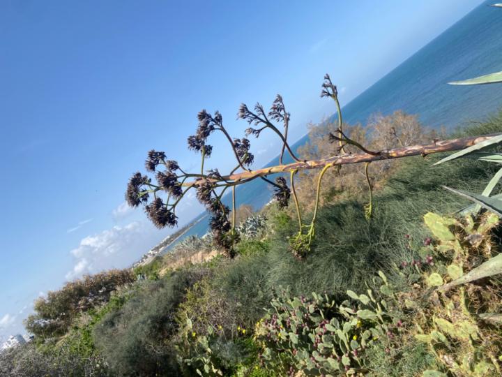 Radwan Asi