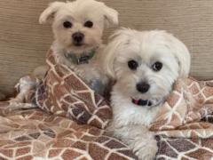 Enrique Iglesias perez