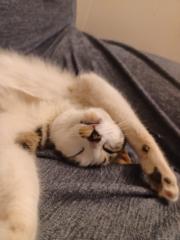Cat Macon