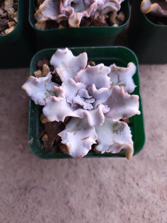 Edgar Isaac Vergara Domínguez