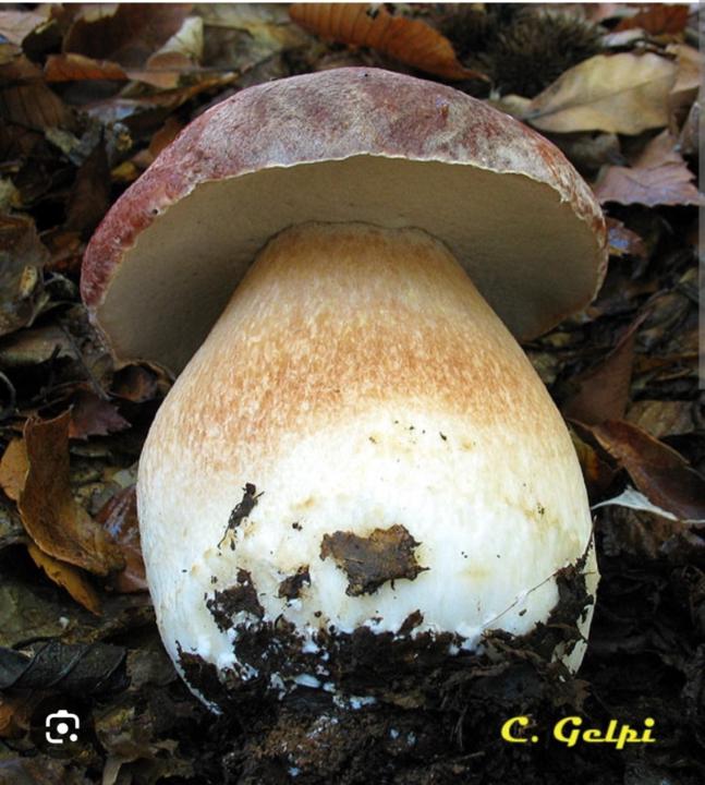 Jorge Fernandez castro