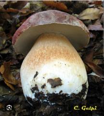 Jorge Fernandez castro