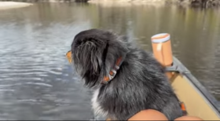 🛶 River Dog rides in the bow. That's not optional.🐶