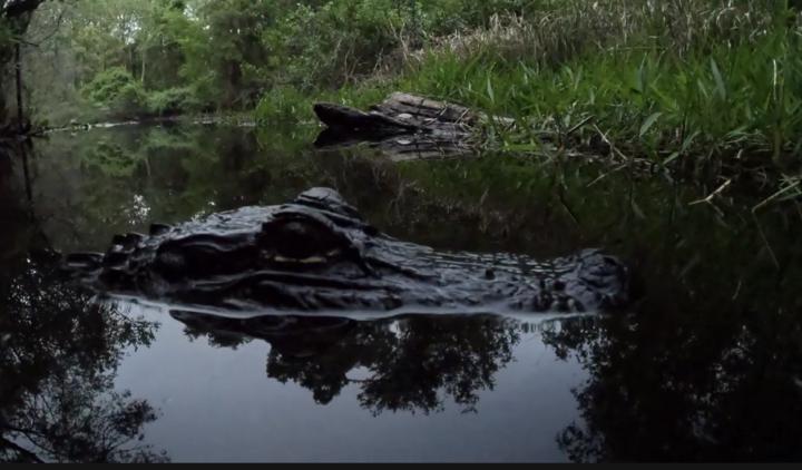 Gator close up 
