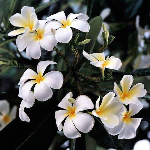 Mernalene Manibusan