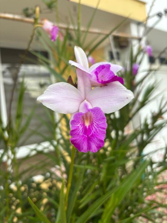 Luz Milena Valderrama