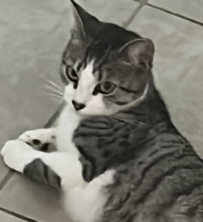 Nolann Belladin-anin