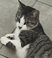 Nolann Belladin-anin