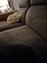 Fortea fornas Lorena