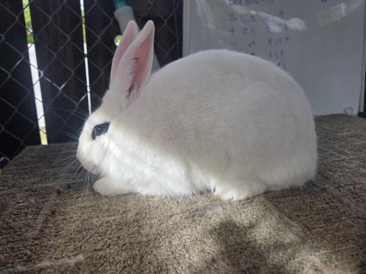 Maya Rushton-Neerings