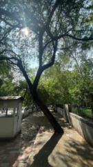 Siddhartth Goel