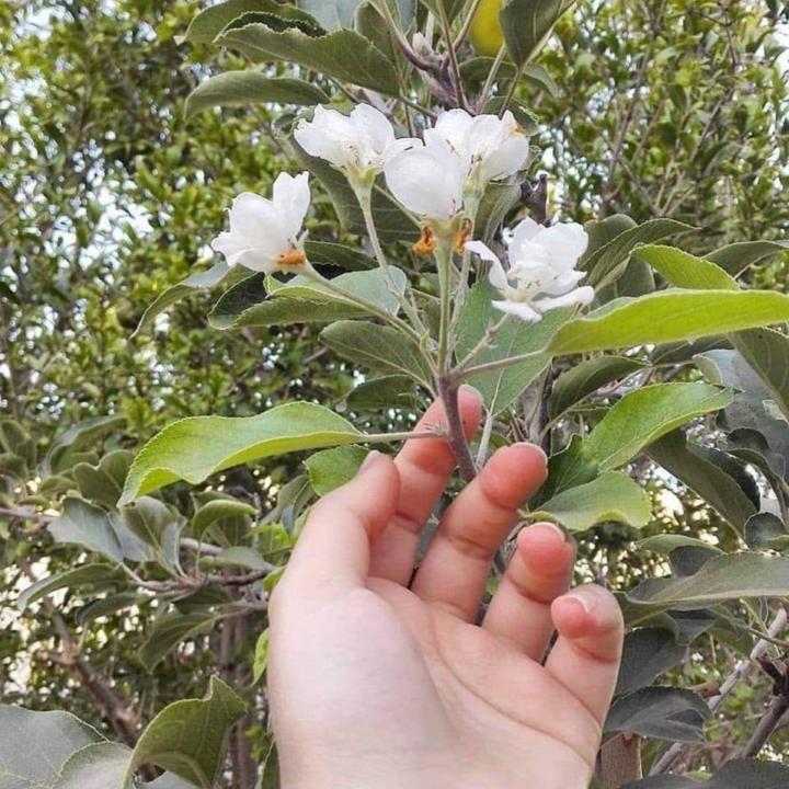 Alyaa Karam