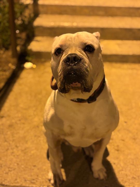 Victor Calvera